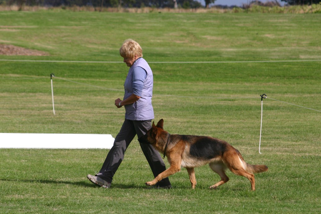 Trial - German Shepherd Dog Club of Victoria