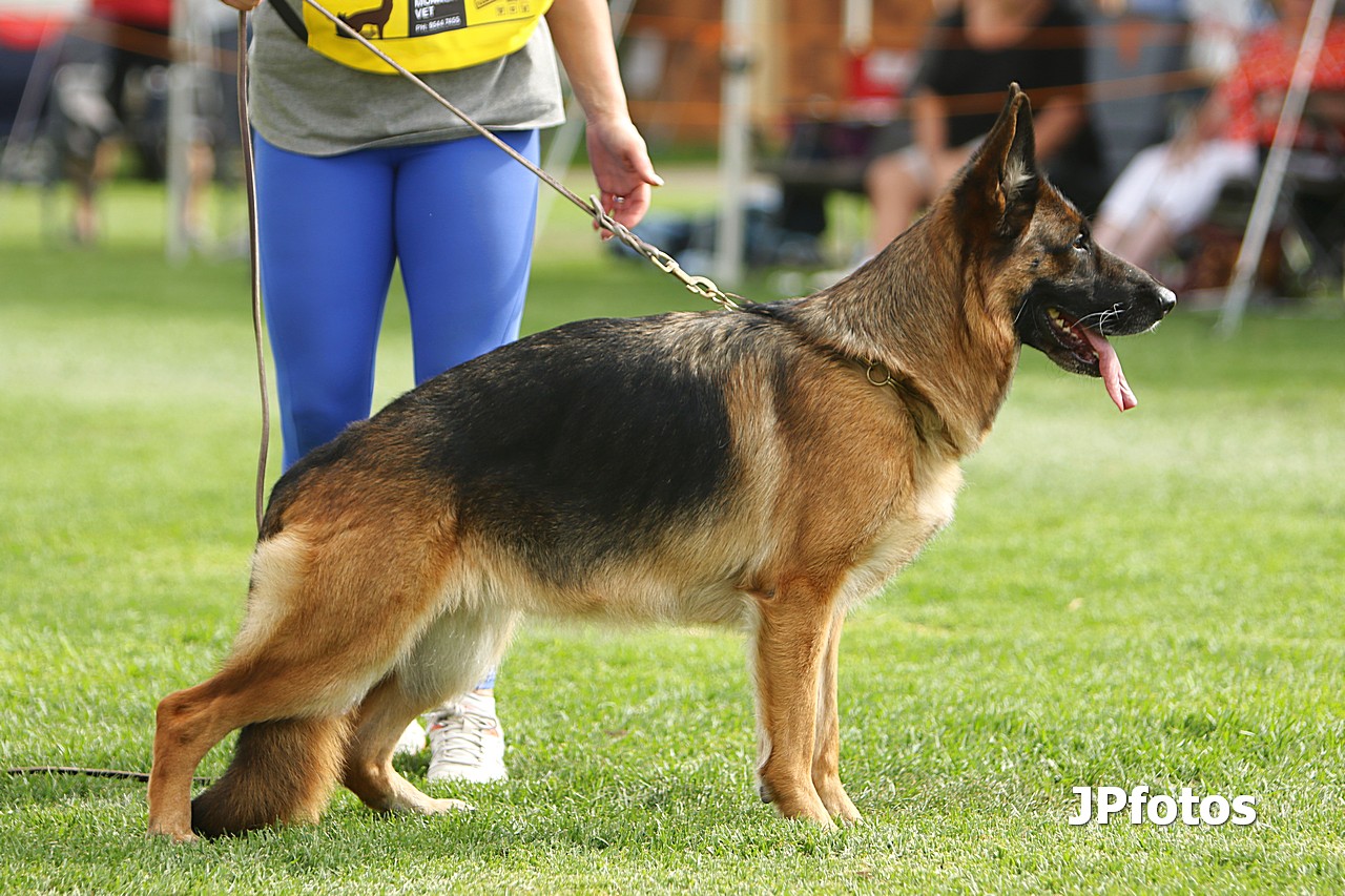 Gsd sales show dog